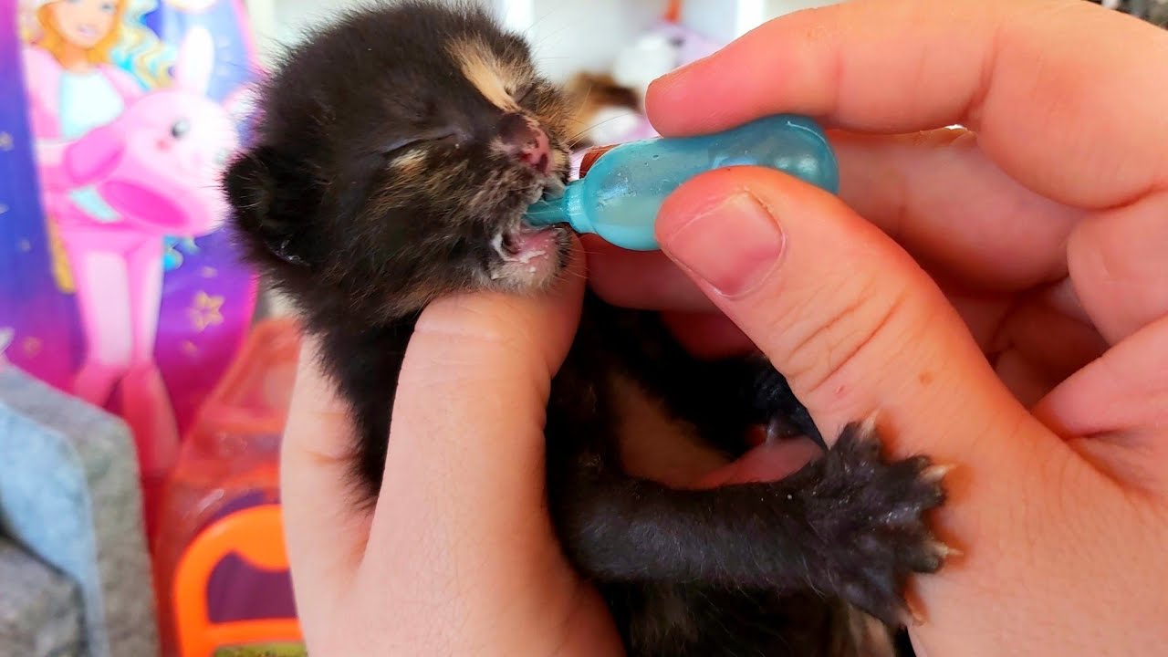 Annesiz Kalmış Yavru Kedi Bakımı Nasıl Olur ? Videoda kakasını yaptırdık 💩 Beslenmesi uyku düzeni🐱