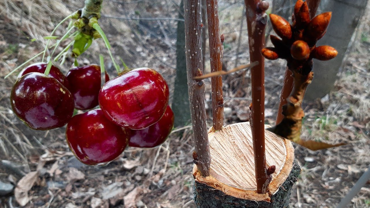 Kiraz Aşısı Nasıl Yapılır🍒Kirazda Çeşit Değiştirme Aşısı Öncesi Dikkat Edilmesi Gereken Ayrıntılar🍒