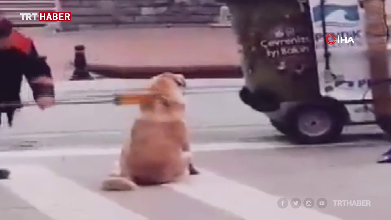Süpürgesiyle sokak köpeğine hem masaj yaptı hem temizledi